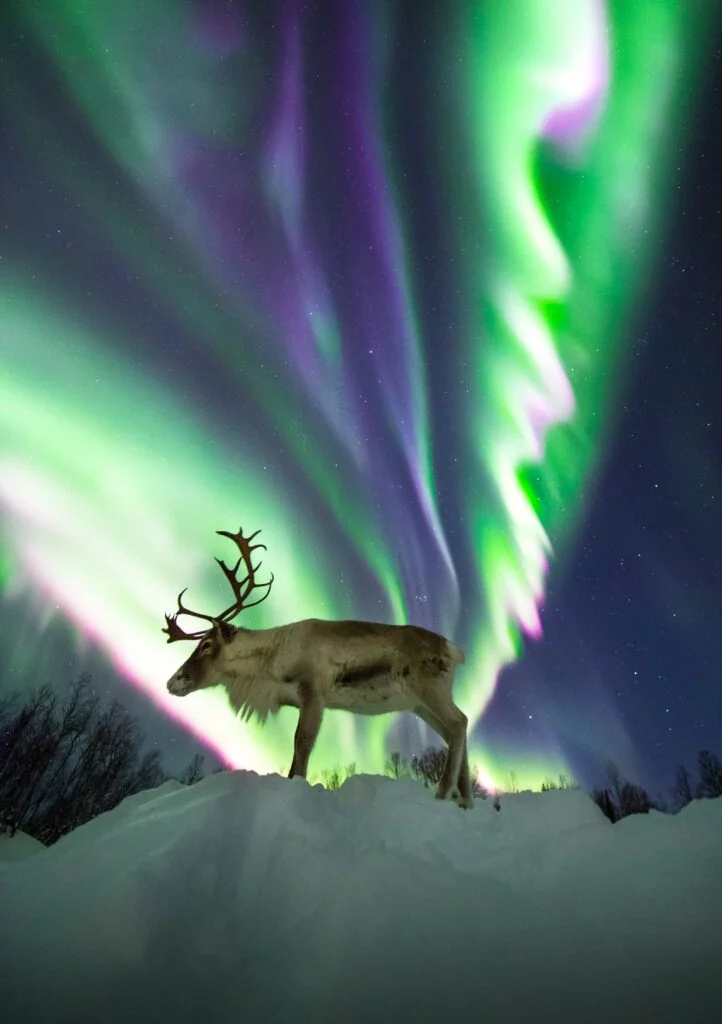 Reindeer under the aurora