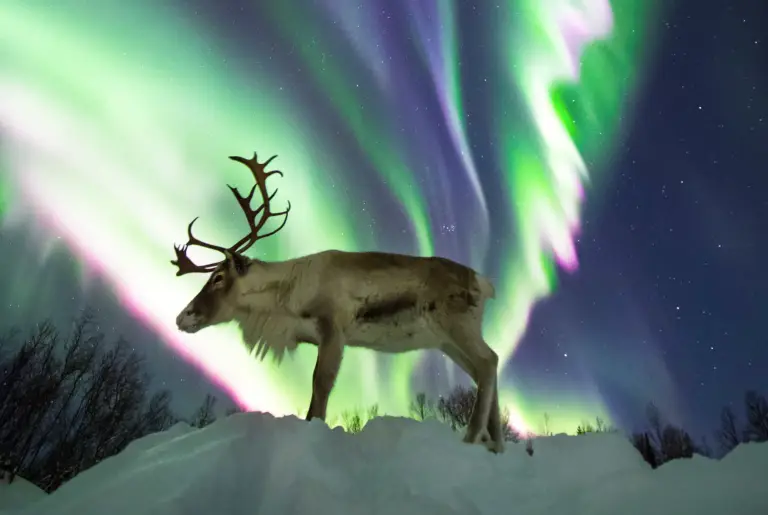 Reindeer under the aurora