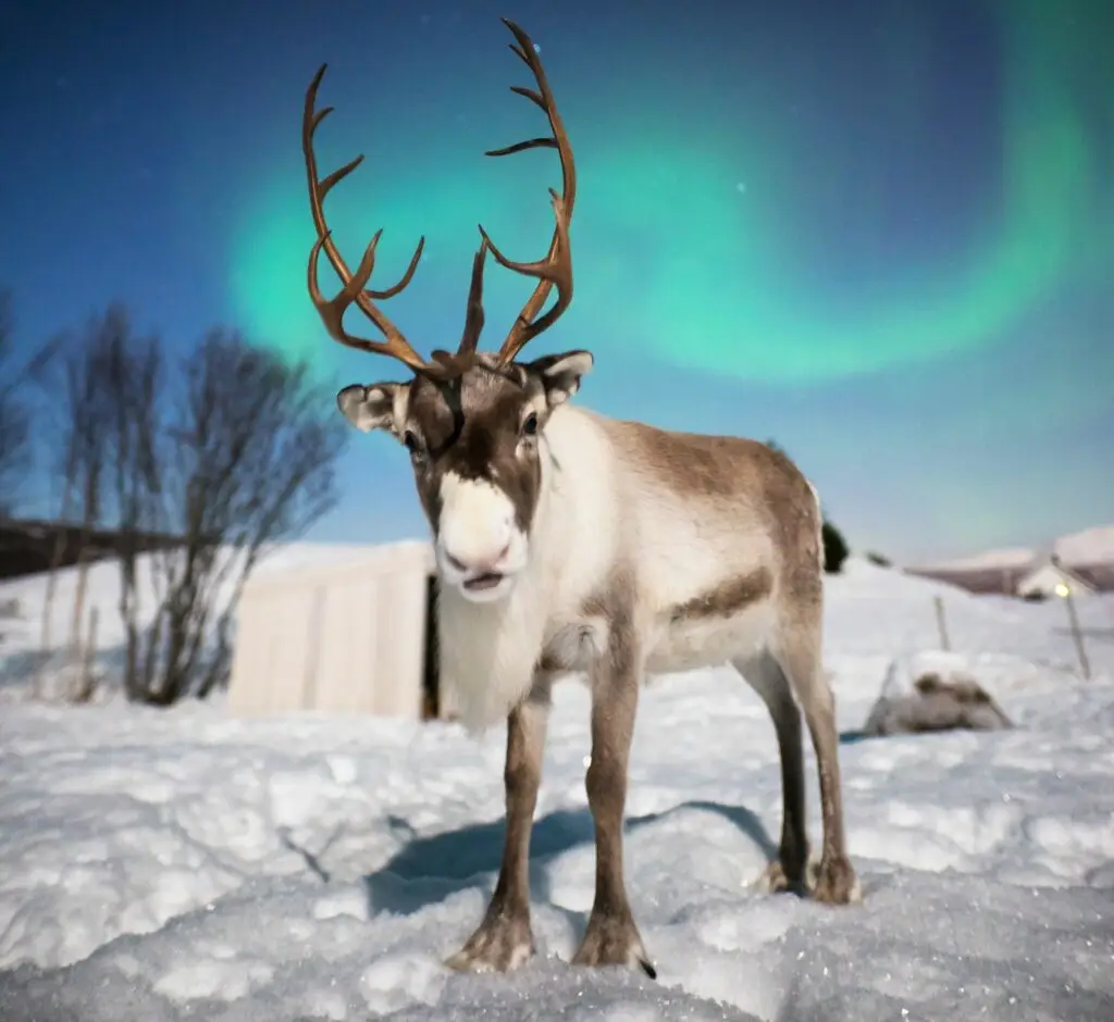 Reindeer under the aurora