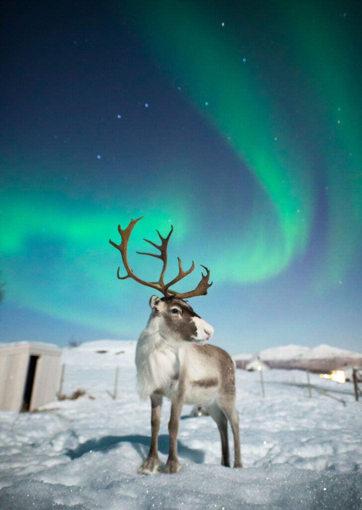 Reindeer under the aurora