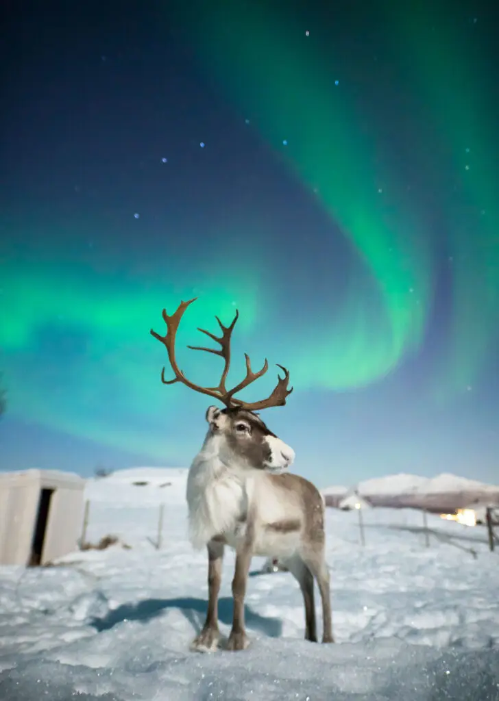 Reindeer under the aurora