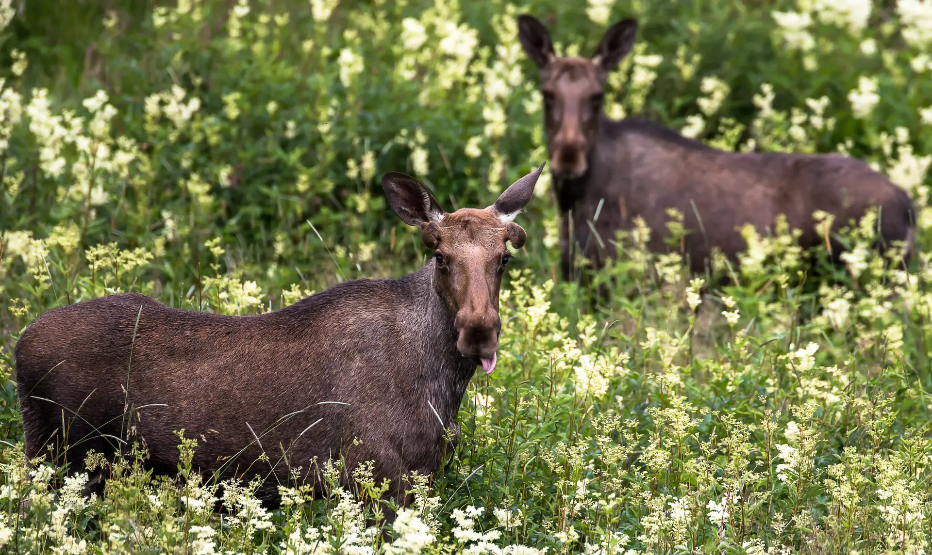 Wildlife and photography on Senja