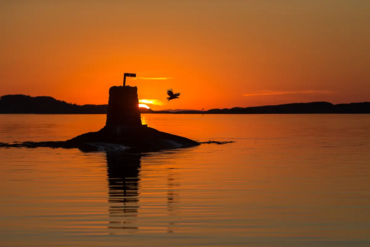 Boat trips and wildlife on Senja
