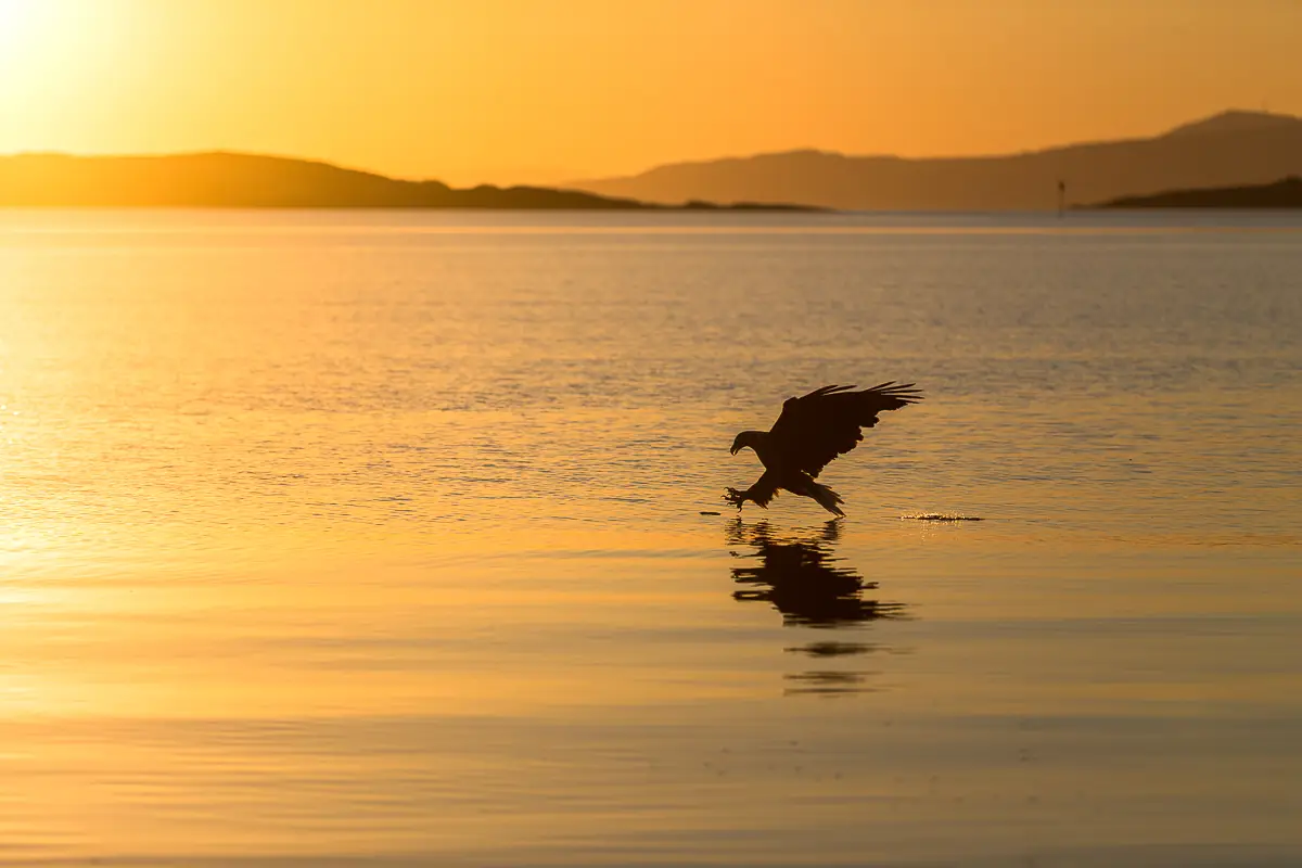 Wildlife along the coast on Senja