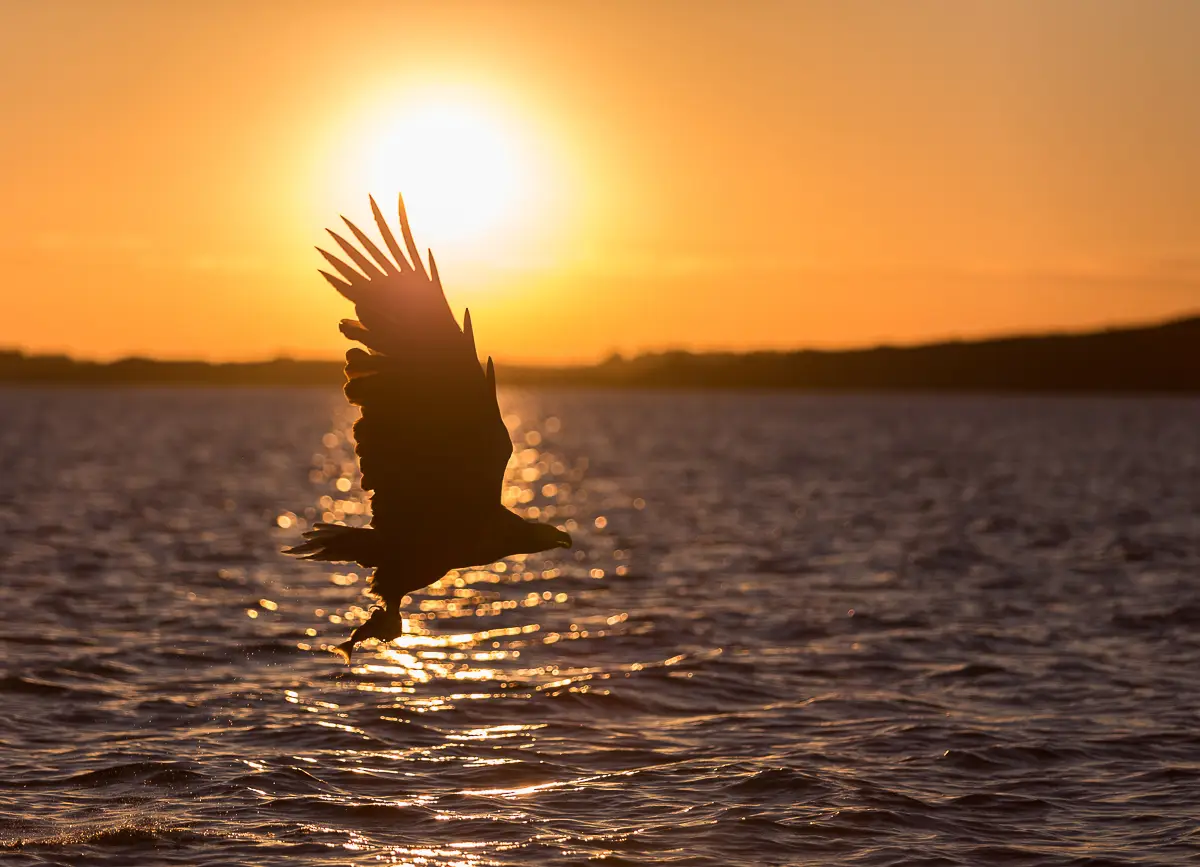 Light and photography from the water on Senja