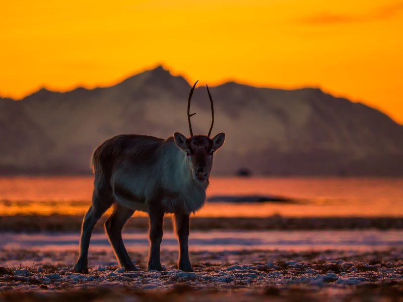 12.Sunset Caribou