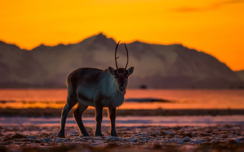 12.Sunset Caribou